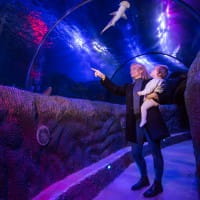 The Ocean Tunnel at SEA LIFE Loch Lomond